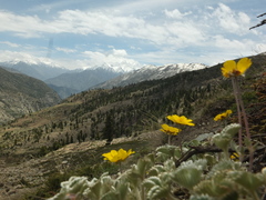 Potentilla argyrophylla