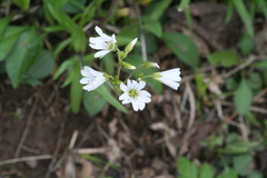 Cerastium velutinum