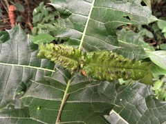 Acanthus polystachyus