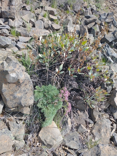 Image of Penstemon barrettiae by no rights reserved