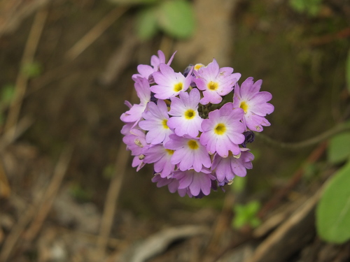 Primula denticulata (Primula denticulata)