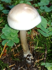 Amanita umbrinolutea