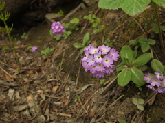 Primula denticulata