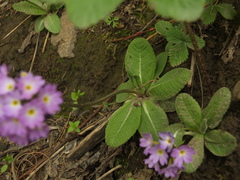 Primula denticulata