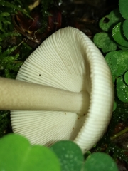 Amanita umbrinolutea