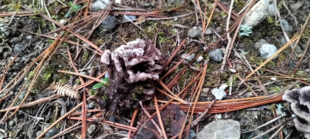 Thelephora terrestris · April 2025 · photo: © ekojeo (iNaturalist, cc-by)