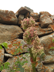 Rheum webbianum