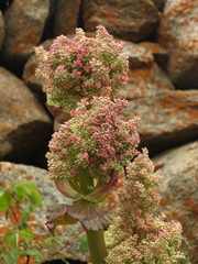 Rheum webbianum