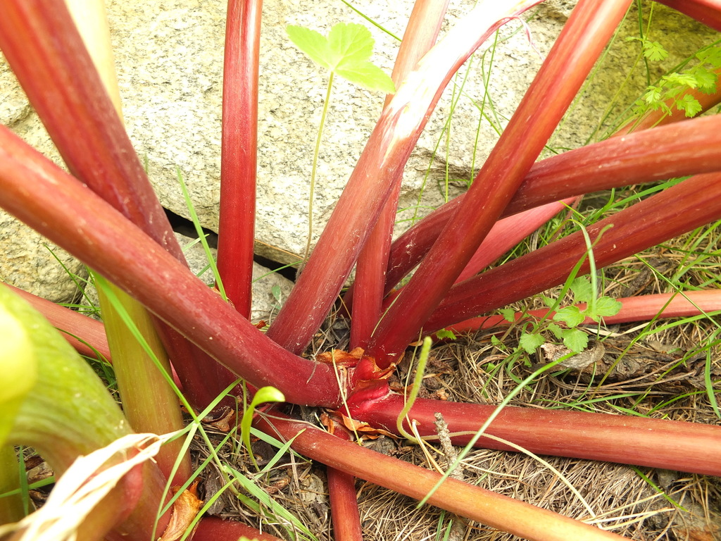 Rheum webbianum; photograph (c) Siddarth Machado, some rights reserved (CC BY)