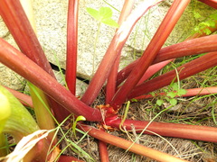 Rheum webbianum