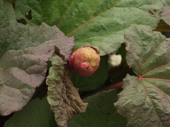 Rheum webbianum