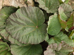 Rheum webbianum