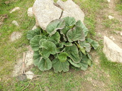 Rheum webbianum