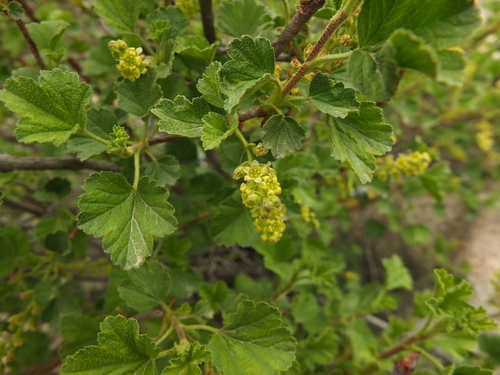 Ribes orientale, photograph 1