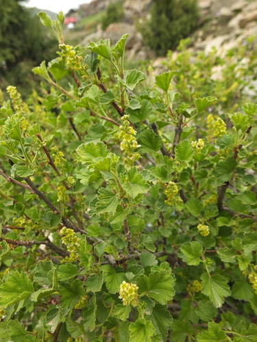 Ribes orientale, photograph 2