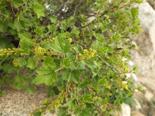 Ribes orientale, photograph 3