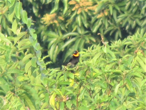 Black Bishop (Euplectes gierowii), photo 6