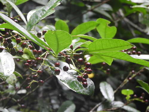 Zanthoxylum ovalifolium observed 2025-03-31
