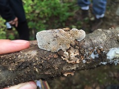 Daedaleopsis confragosa confragosa