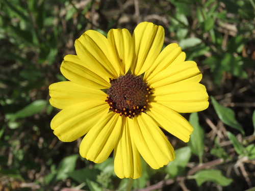 iNaturalist observation photo of California brittlebush