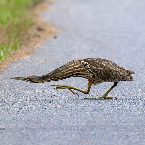 American Bittern photographed in Maryland