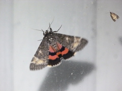 Catocala briseis