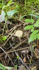 Oudemansiella limonispora