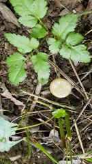 Oudemansiella limonispora