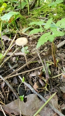 Oudemansiella limonispora