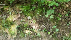 Oudemansiella limonispora