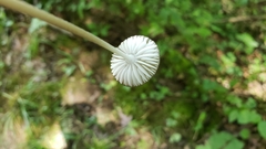 Oudemansiella limonispora