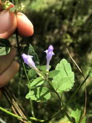 Scutellaria saxatilis