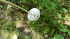 Oudemansiella limonispora