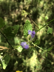 Scutellaria saxatilis