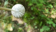 Oudemansiella limonispora