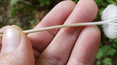 Oudemansiella limonispora