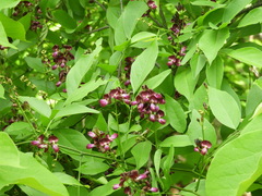 Lonchocarpus lanceolatus