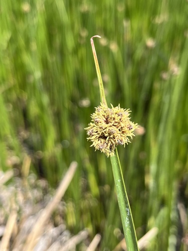 American Bulrush