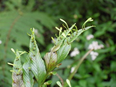 Image of Asplenium daucifolium