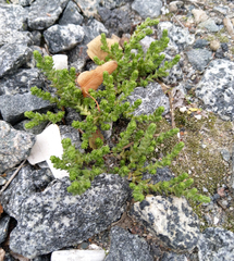 Sedum acre