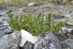 Sedum acre