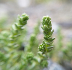 Sedum acre