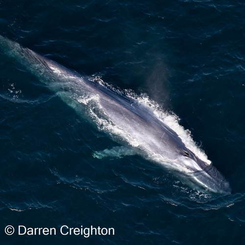 Blue Whale, Kaikoura, NZ-CA, NZ, photo 8 of 10