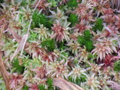 Sphagnum magellanicum