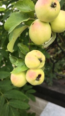 Angiospermae