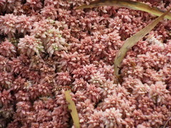 Sphagnum magellanicum