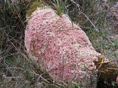 Sphagnum magellanicum