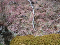 Sphagnum magellanicum
