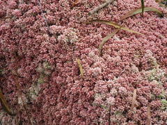 Sphagnum magellanicum