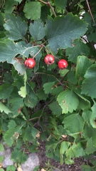 Angiospermae